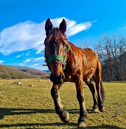 Дивља Природа у Ђурђевића Тари Црна Гора