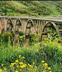 Панорамски поглед на дубоки кањон реке Таре окружен високим стенама и густим шумама