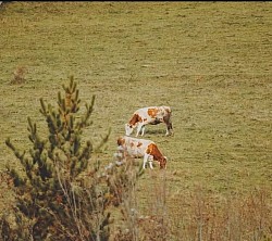 Село Ђурђевића Тара у околини Пљеваља